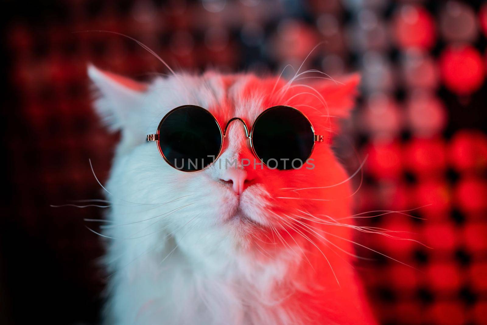 Portrait of disco furry cat in fashion eyeglasses on studio neon shining wall. Luxurious domestic kitty in glasses poses on silver red background. High quality photo