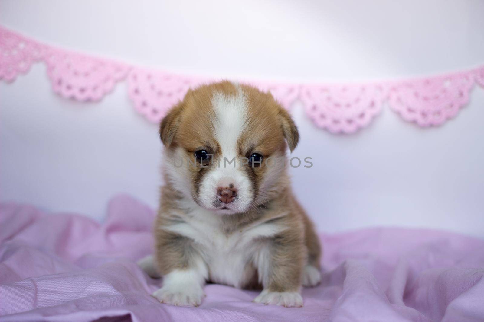 corgi puppy in a pink blanket. Welsh corgi pembroke cute dog