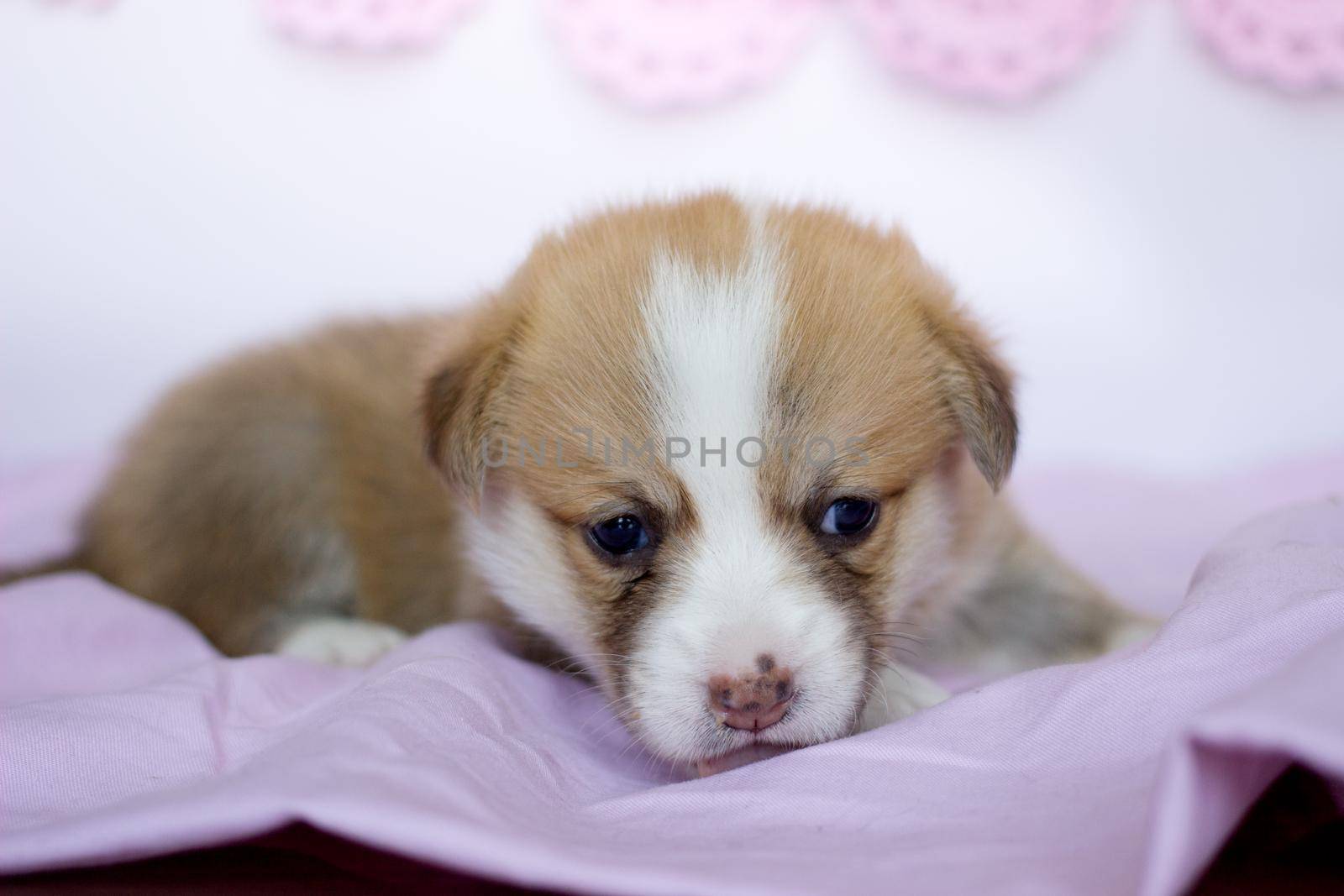 corgi puppy in a pink blanket. Welsh corgi pembroke cute dog by KatrinBaidimirova