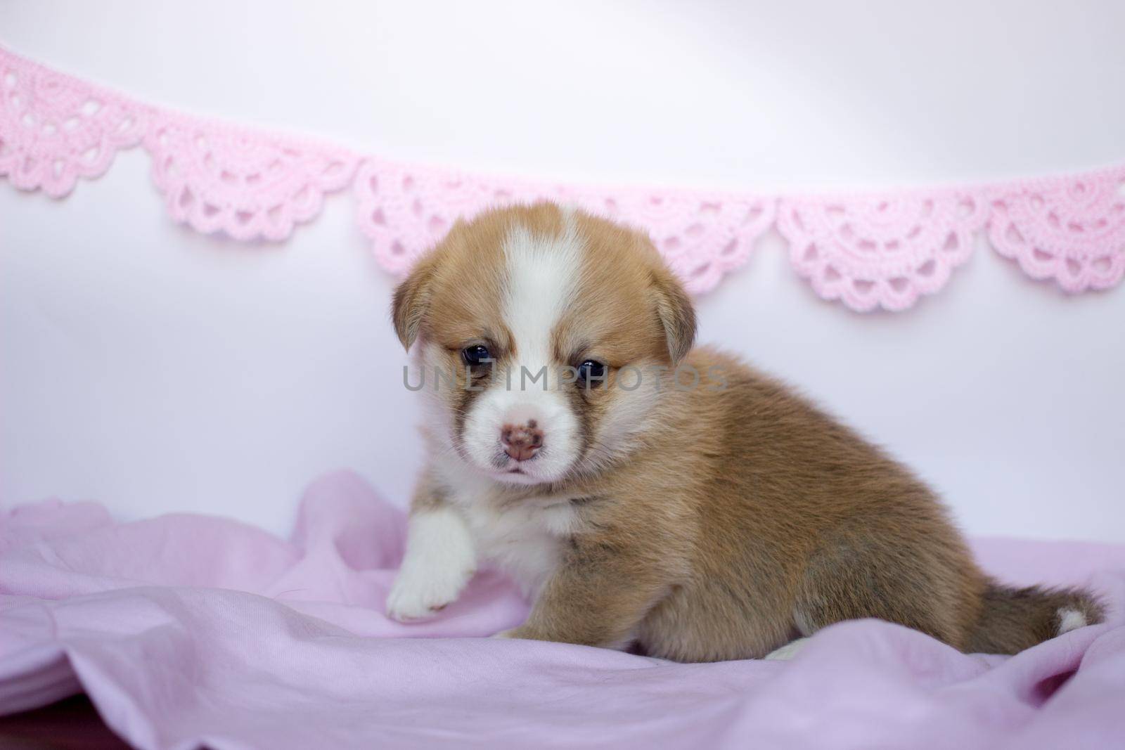 corgi puppy in a pink blanket. Welsh corgi pembroke cute dog by KatrinBaidimirova