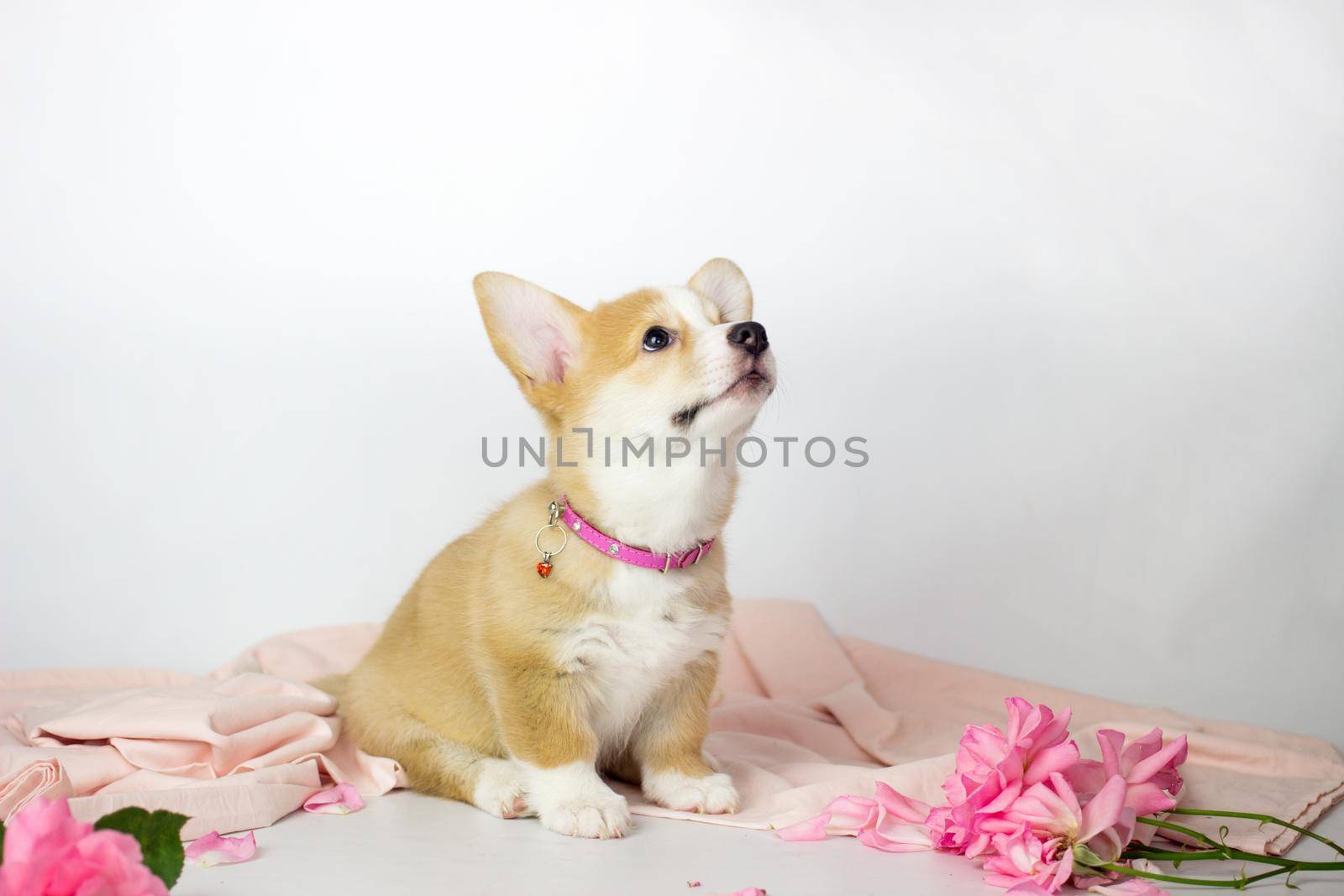 Welsh corgi pembroke puppy in flowers by KatrinBaidimirova