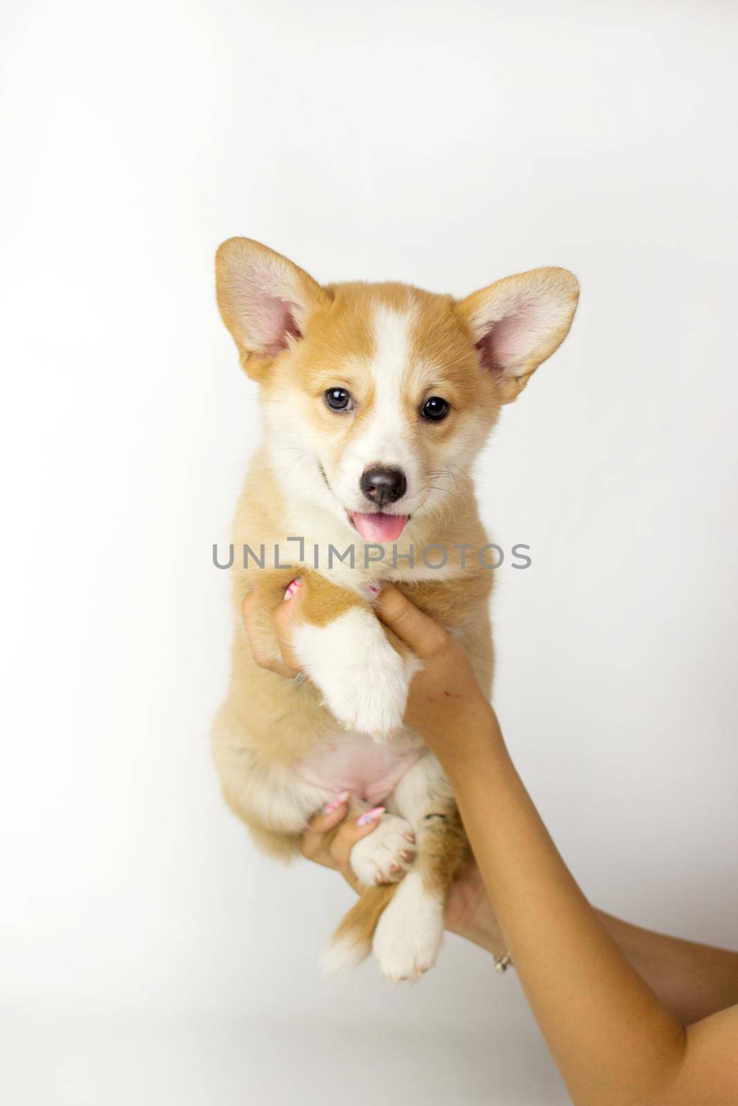 Cute Puppy Corgi Pembroke on a white background