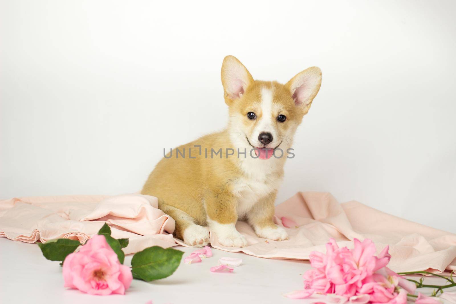 Welsh corgi pembroke puppy in flowers