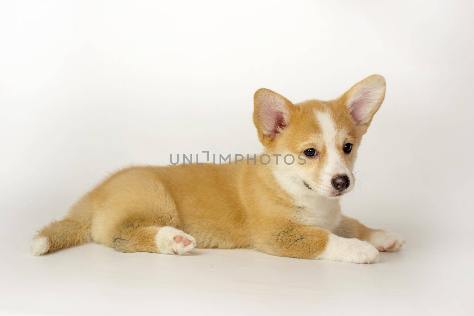 Cute Puppy Corgi Pembroke on a white background