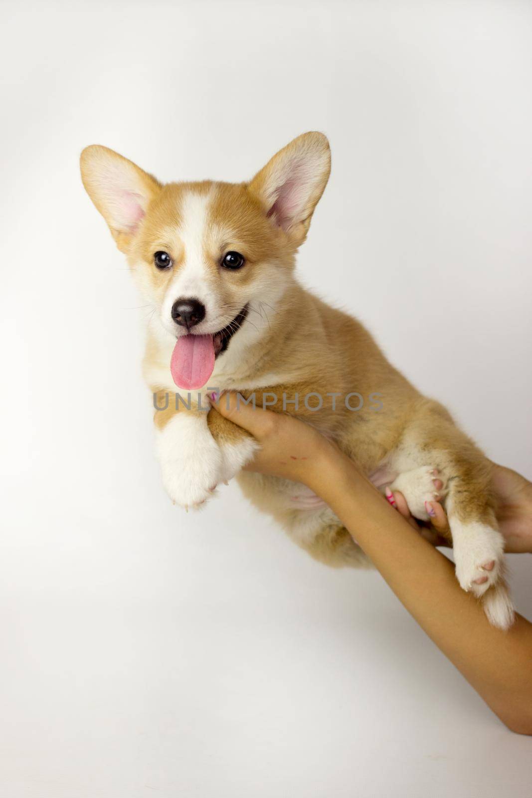 Cute Puppy Corgi Pembroke on a white background