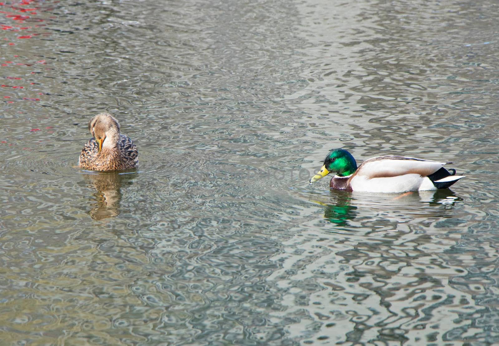 Two wild ducks swimming on river. Mallard. High quality photo. by Suietska