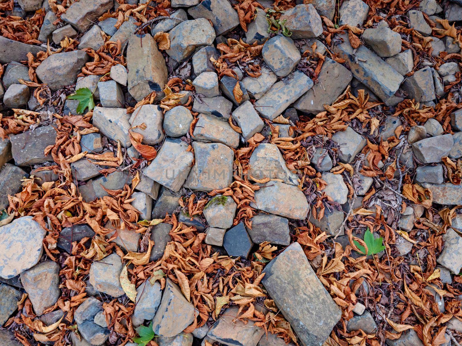 Orange leaves of beech and chestnut among gray basalt stones. The base of the basalt quarry