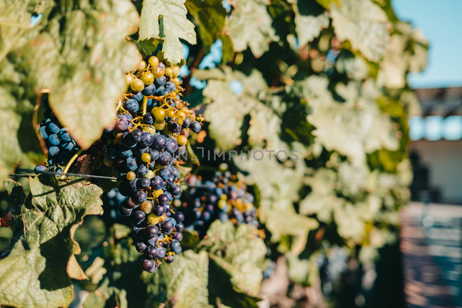 Ripe purple grapes. Vineyards at sunset light. Nature, winemaking concept. High quality photo