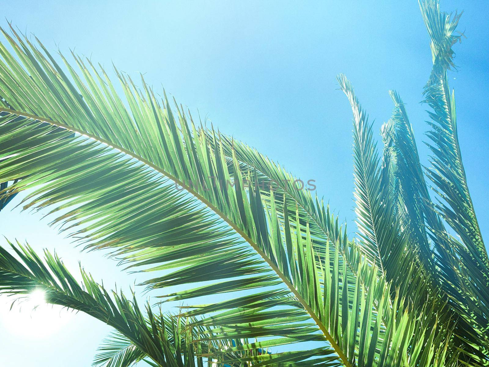 Palm trees by the sea - summer vacation, beautiful nature and travel concept. Beauty of the tropics