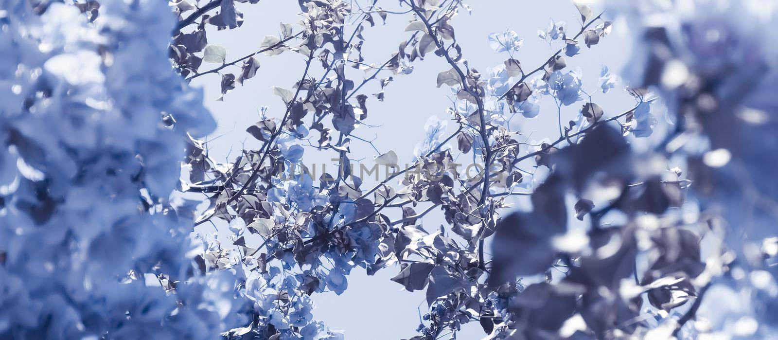 Flower background, spring nature and botanical beauty concept - Blue floral composition