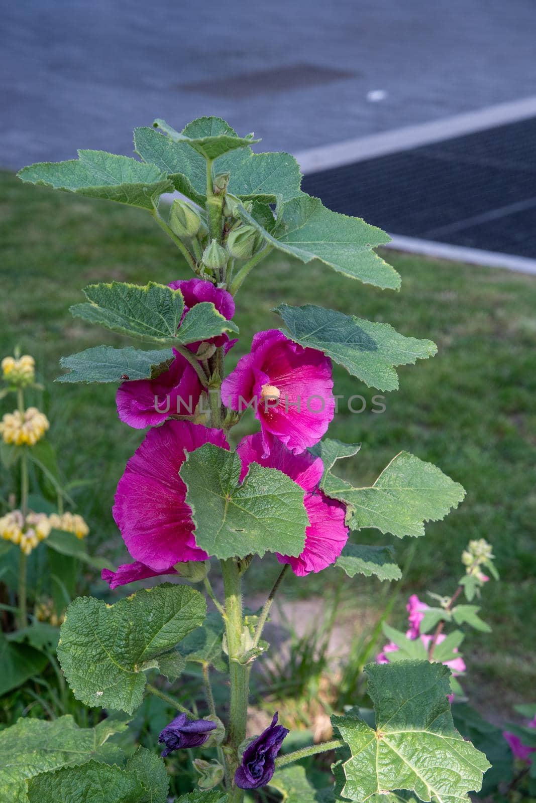 purple mallow flower on a green background of leaves in a flower bed beautiful flower background. High quality photo