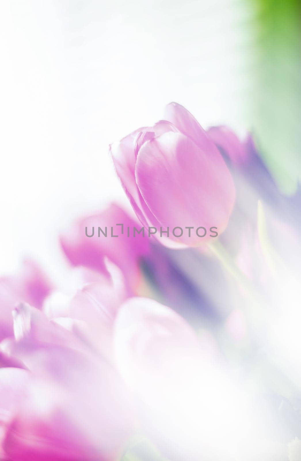 Purple tulip bouquet by Anneleven