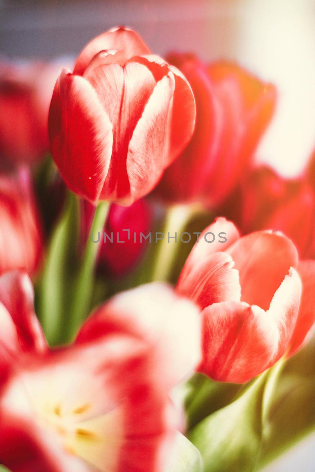Bouquet of tulips in bloom - mothers day, springtime and international womens day concept. Brighten up your home with flowers
