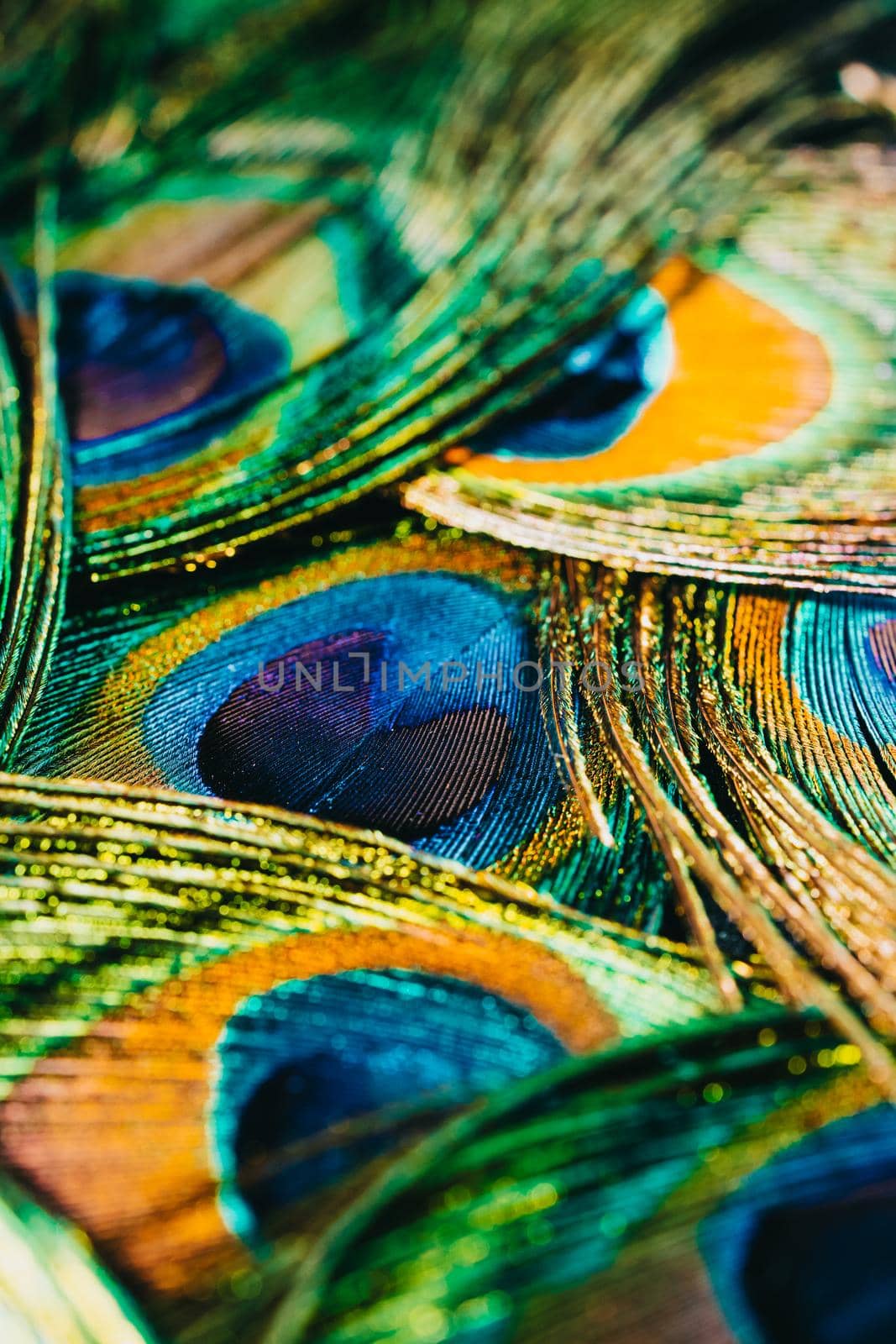 Feathers of tropical peacock bird. Macro, close-up view. Beautiful animals. color accuracy of nature. High quality photo