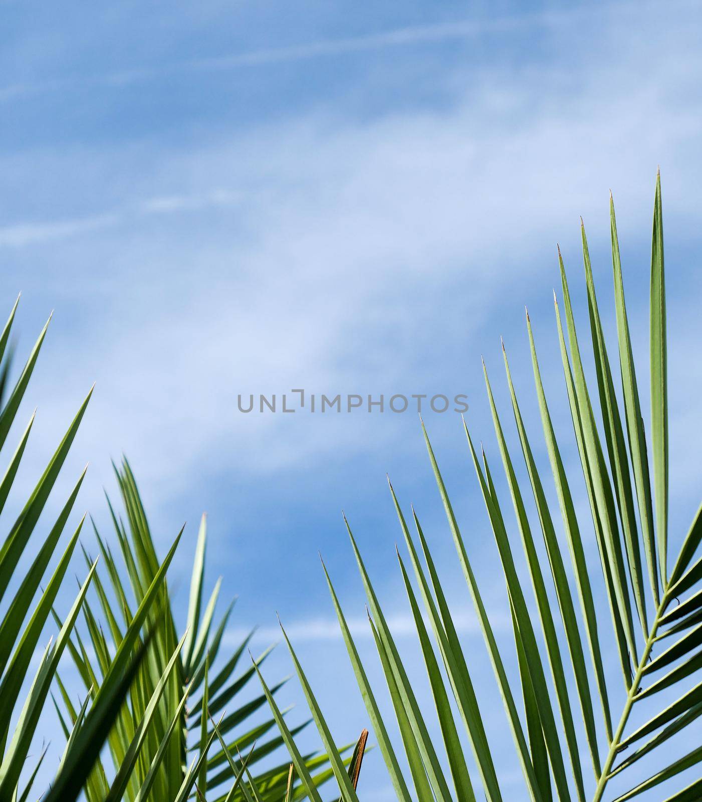 Exotic vacation, botanical background and summer travel concept - Palm leaves in summertime