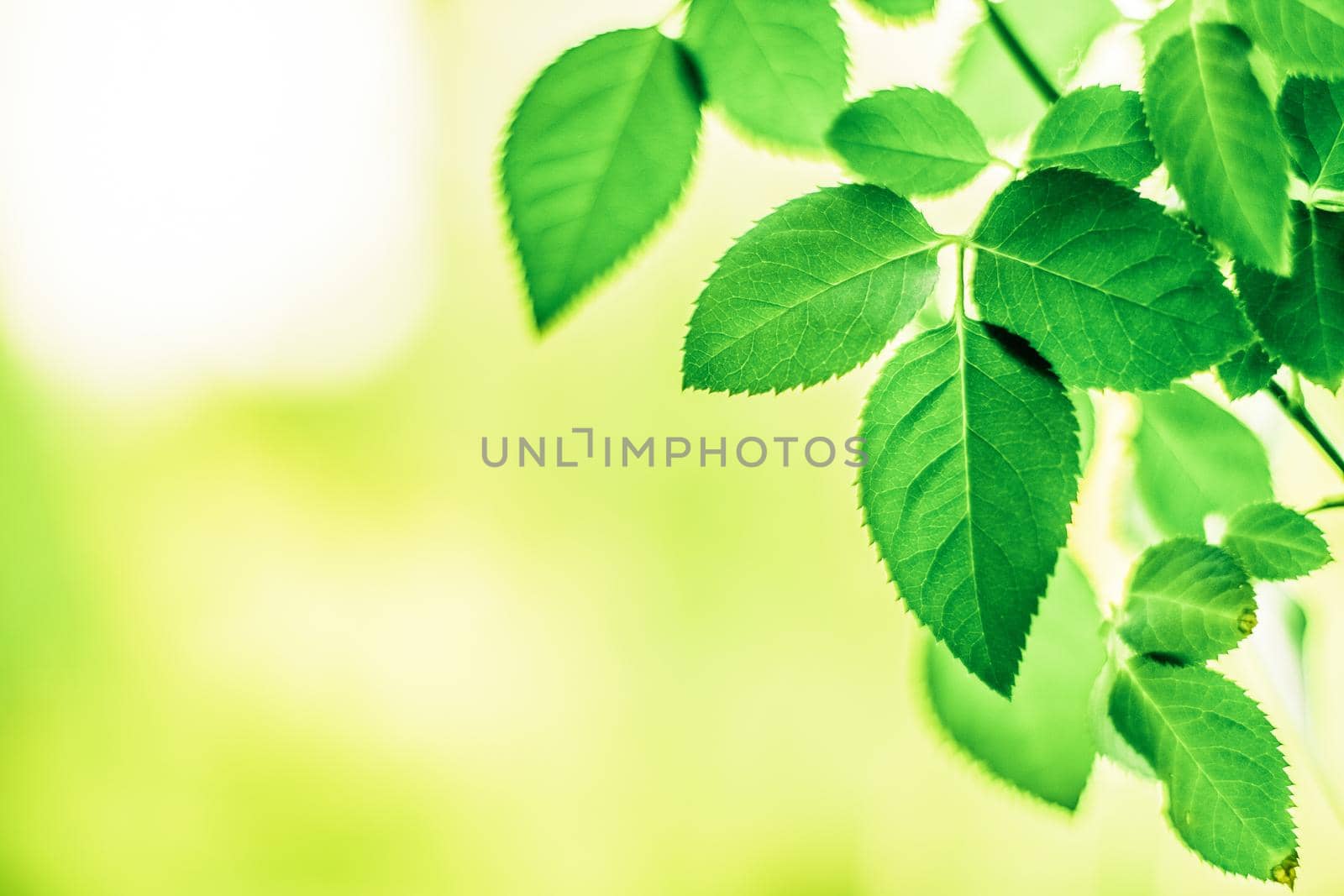 Fresh green leaves in spring - saving nature, healthy environment and bioenergy concept. The best time to plant a tree is now