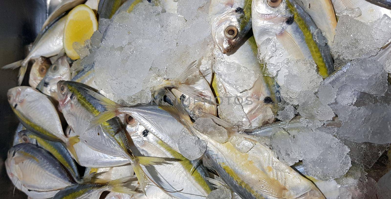 Selective focus Fresh fisheries product yellowstripe scad fish or yellowstripe trevally or yellow banded trevally, smooth tailed trevally, slender scaled trevally, slender trevally or selar kuning