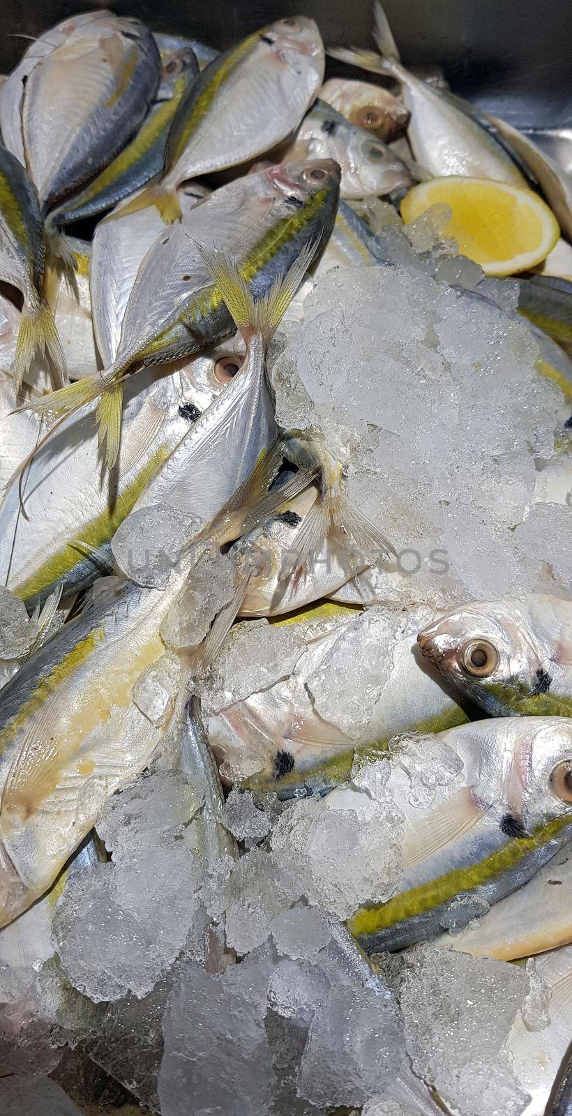 Selective focus Fresh fisheries product yellowstripe scad fish or yellowstripe trevally or yellow banded trevally, smooth tailed trevally, slender scaled trevally, slender trevally or selar kuning