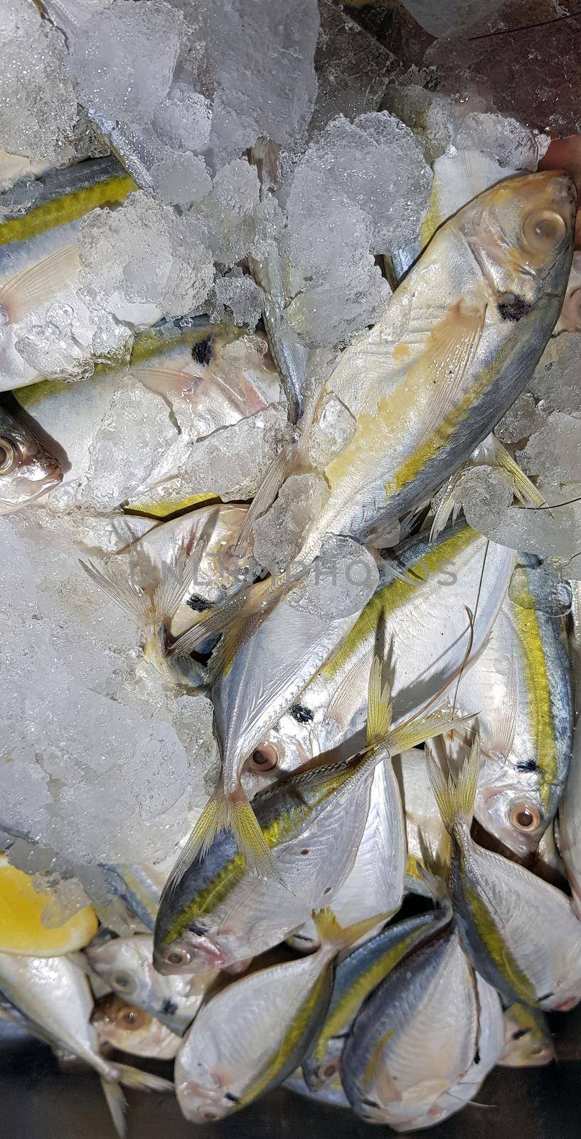 Selective focus Fresh fisheries product yellowstripe scad fish or yellowstripe trevally or yellow banded trevally, smooth tailed trevally, slender scaled trevally, slender trevally or selar kuning