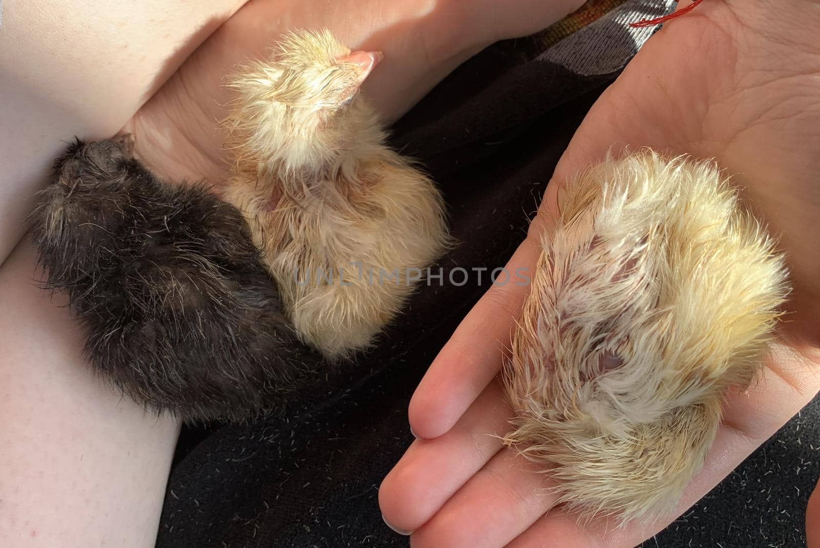 three newborn chicks black and two yellow in the palm of a man