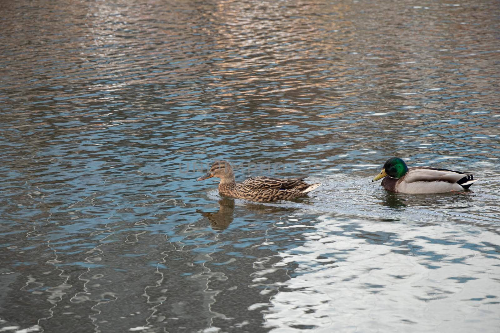Mallard duck , Anas platyrhynchos, floating on water in sunny day. by Suietska