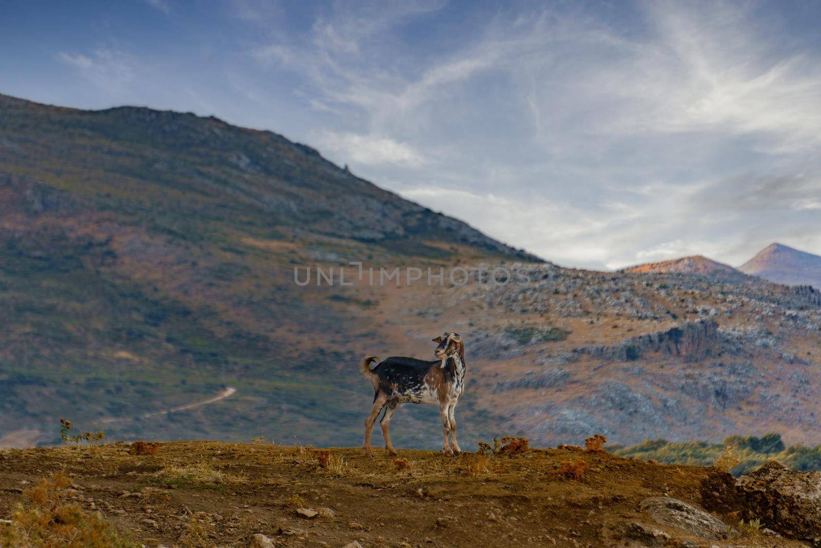 goat grazing in the mountains in freedom by joseantona