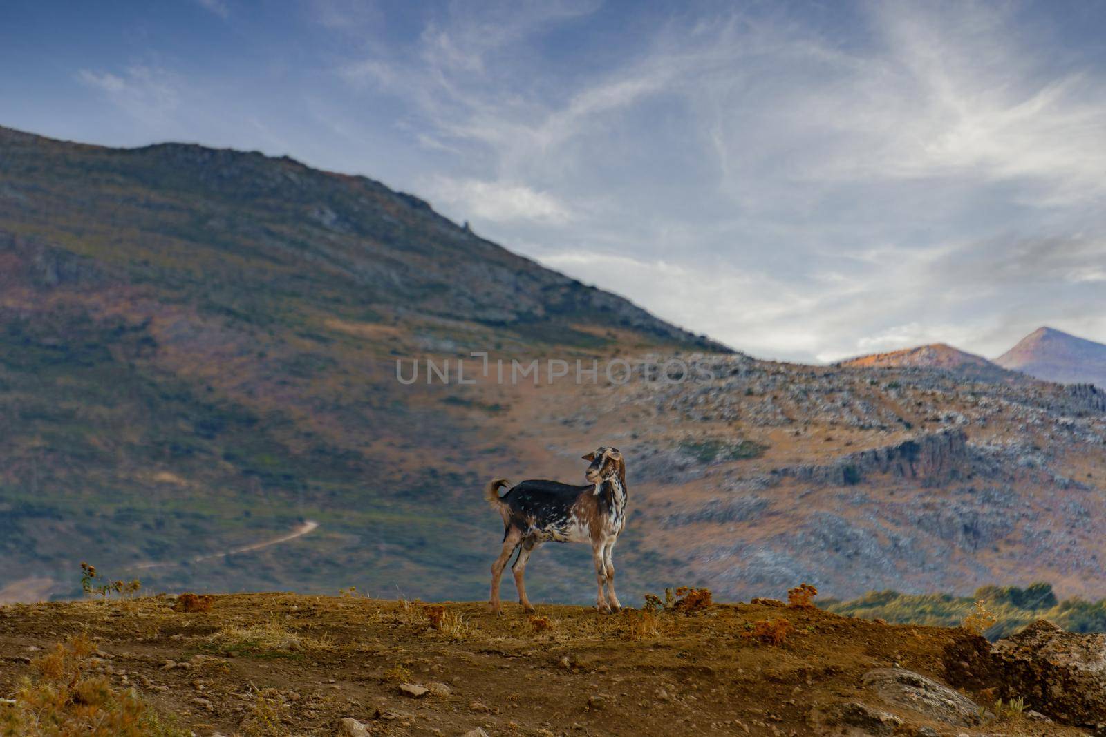 goat grazing in the mountains in the wild with mountain scenery in the background