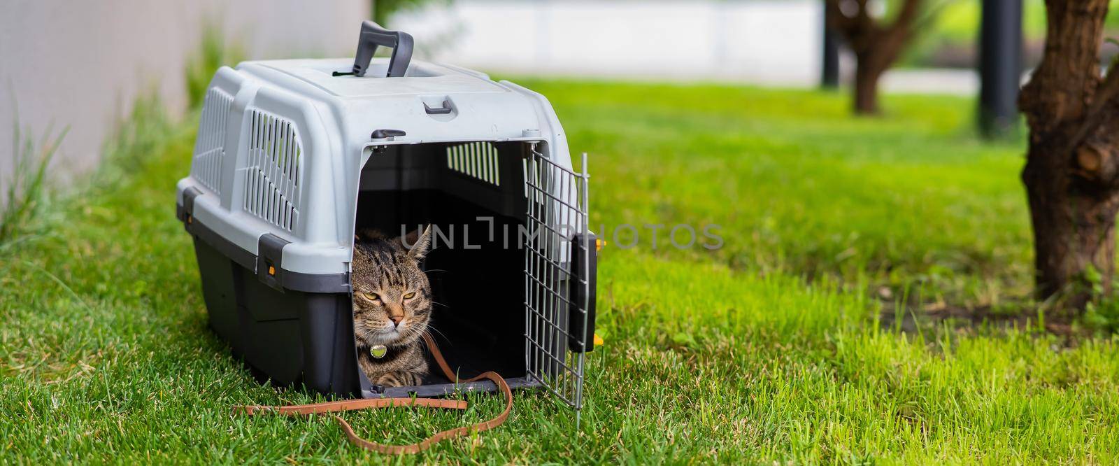 Gray tabby cat lies in a carrier on green grass outdoors. by mrwed54