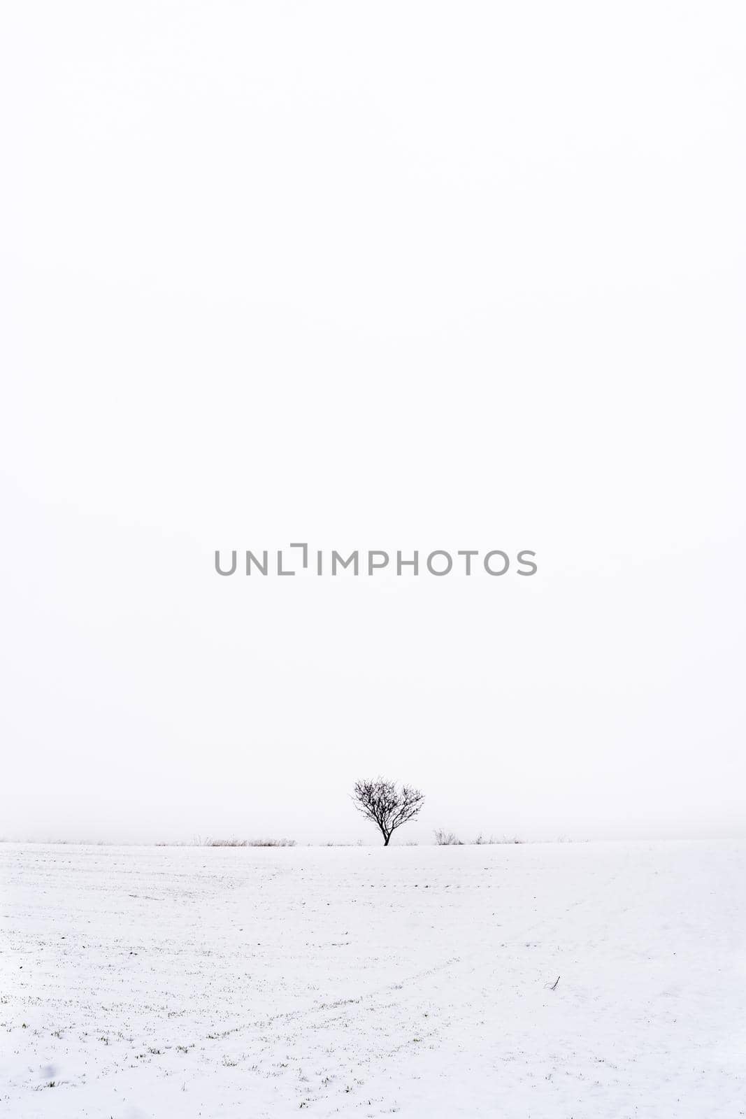 Minimalist snowy landscape with copy space. Vertical photo. by ivanmoreno