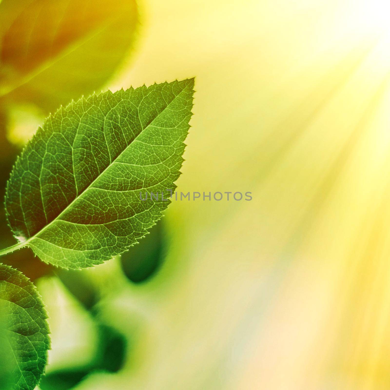 Fresh green leaves in spring by Anneleven