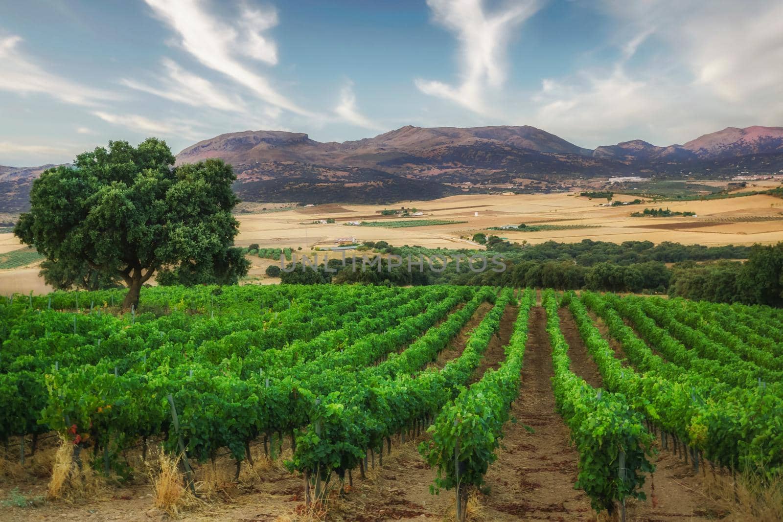mountainous landscape with a vineyard in the foreground by joseantona