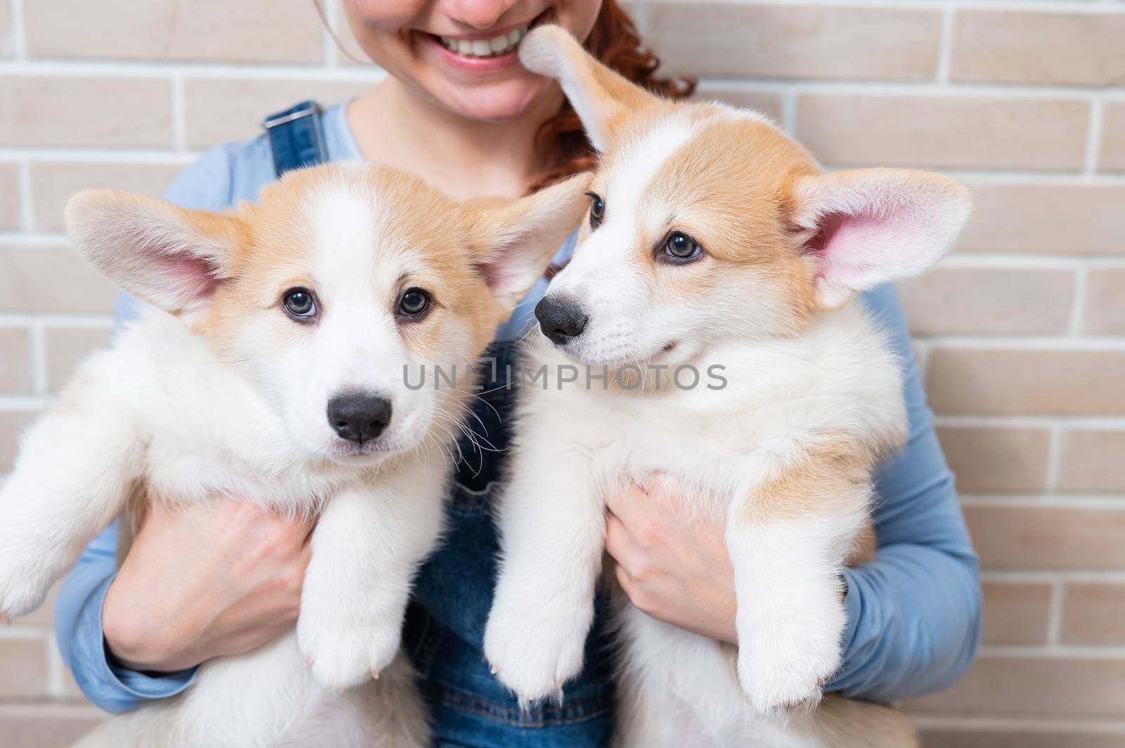 Caucasian woman holding two cute pembroke corgi puppies
