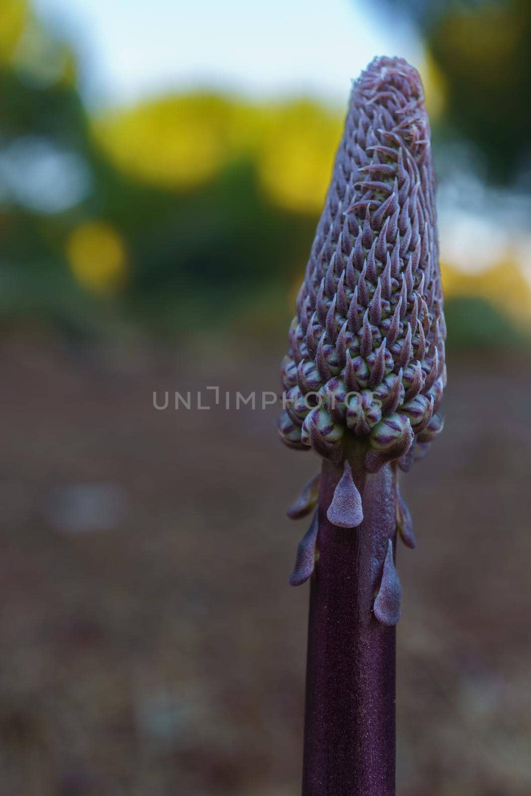 close-up of desert candle plant Ereremus silvestres by joseantona