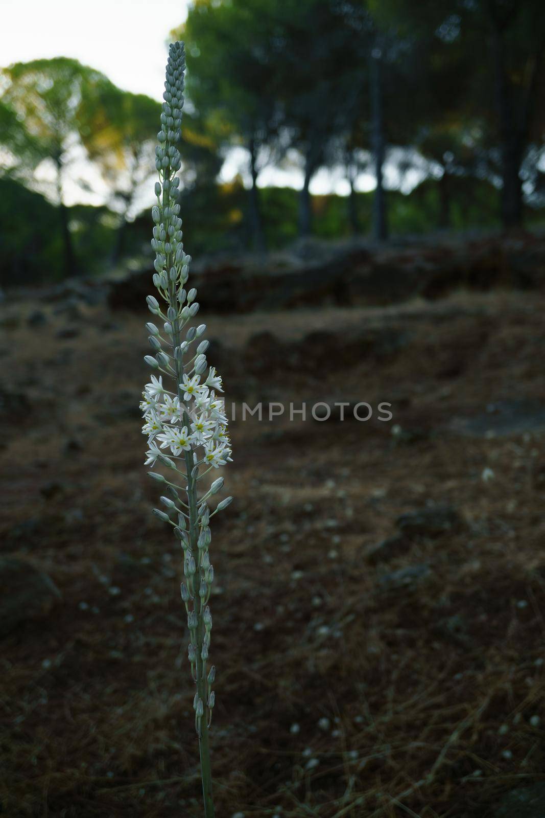 close-up of a plant with white flowers of Asphodelus albus in the background a pine forest