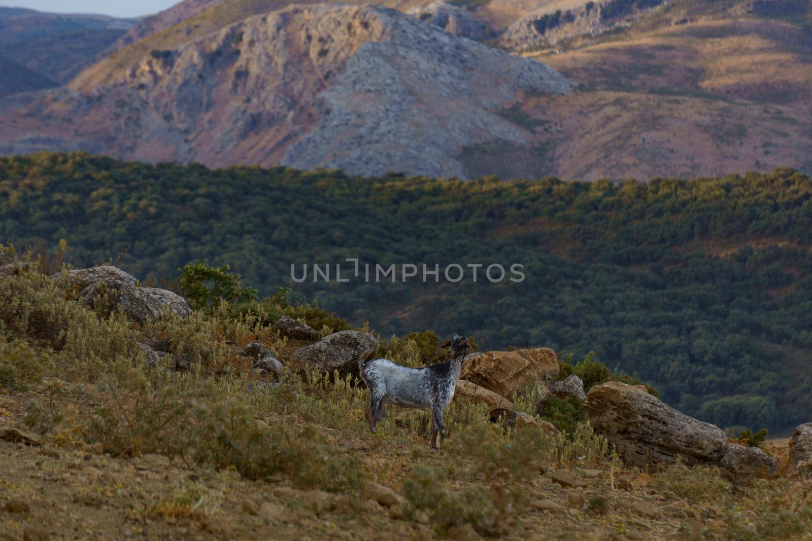 goat grazing in the mountains in the wild with mountain scenery in the background