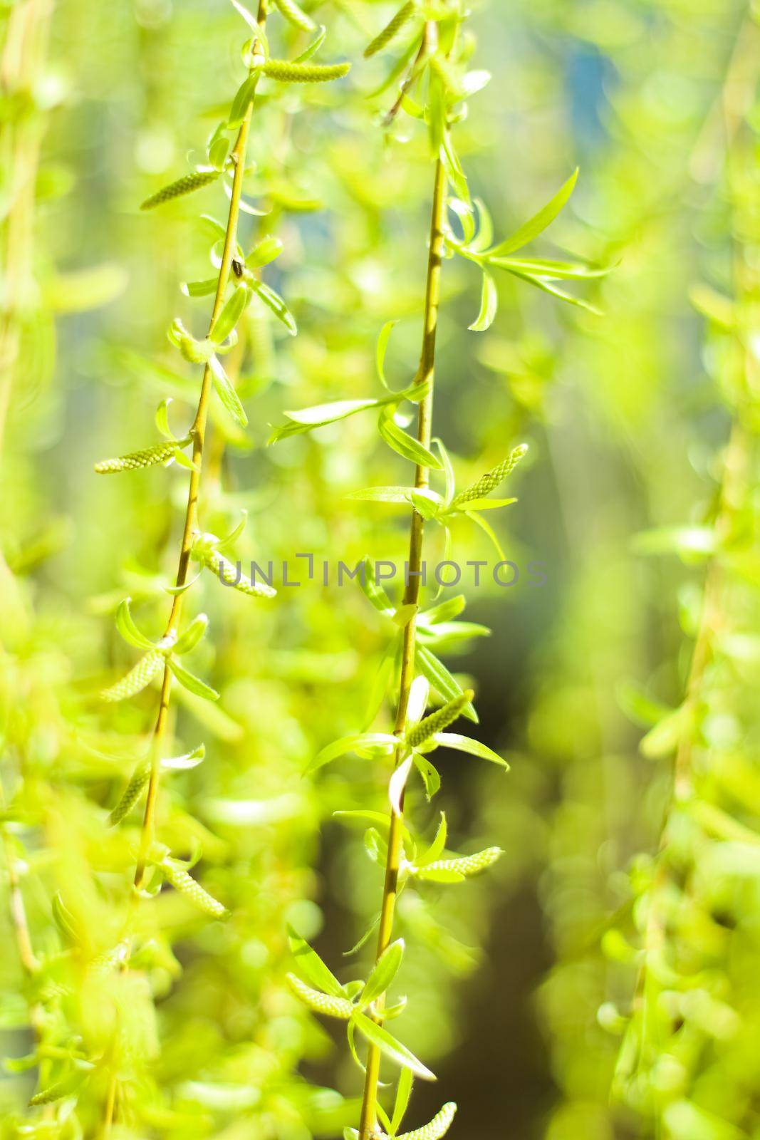 Natural environment, botanical textures and bioenergy concept - Green leaves in springtime, nature background