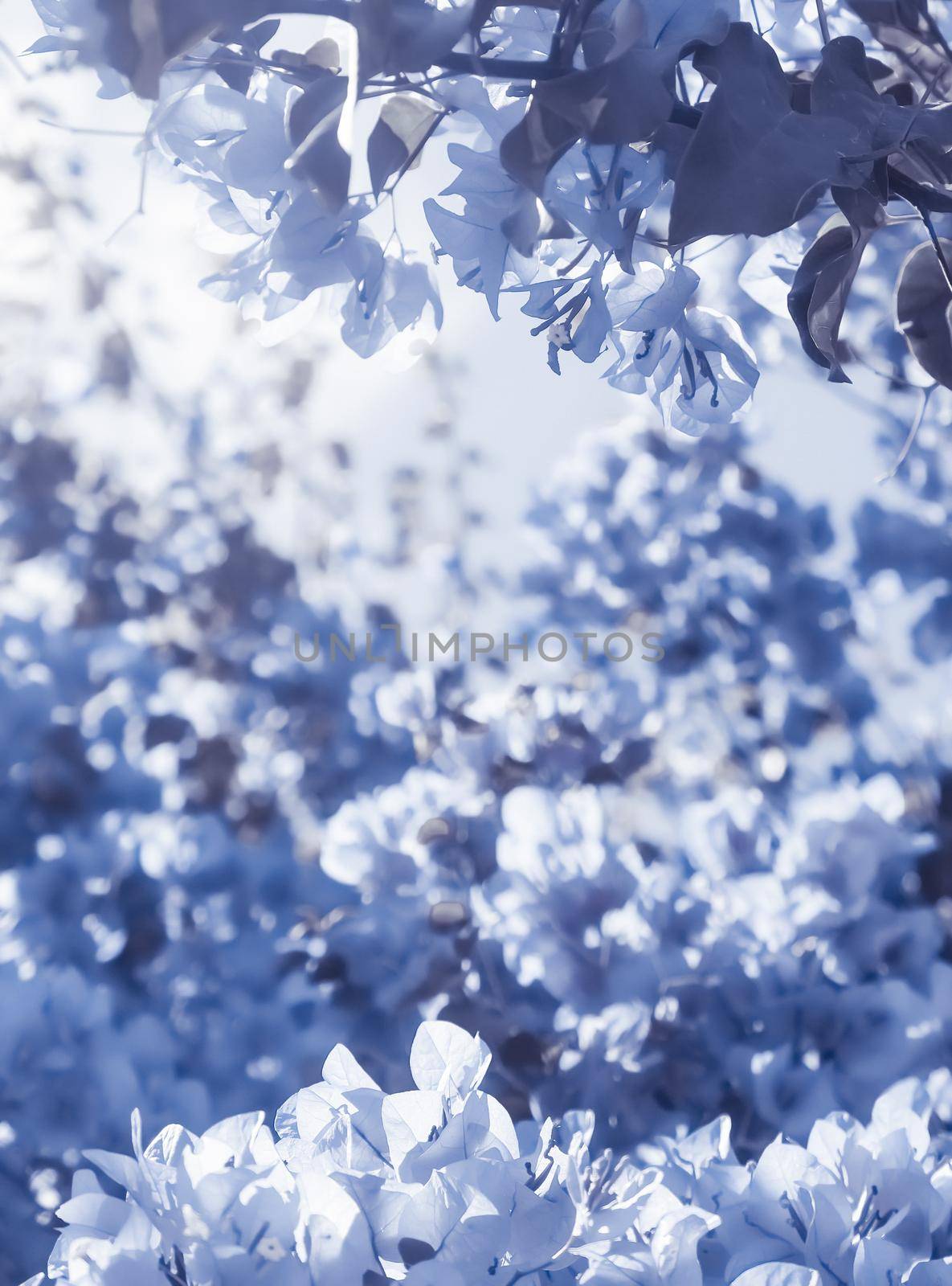 Flower background, spring nature and botanical beauty concept - Blue floral composition