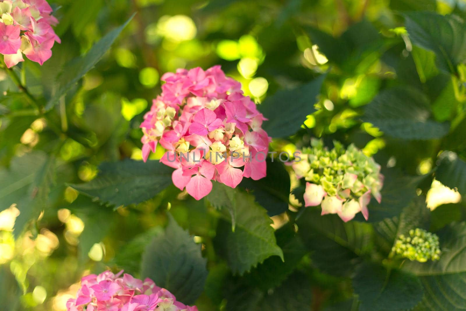 Close up light green and pink hortensia fresh flowers blur background