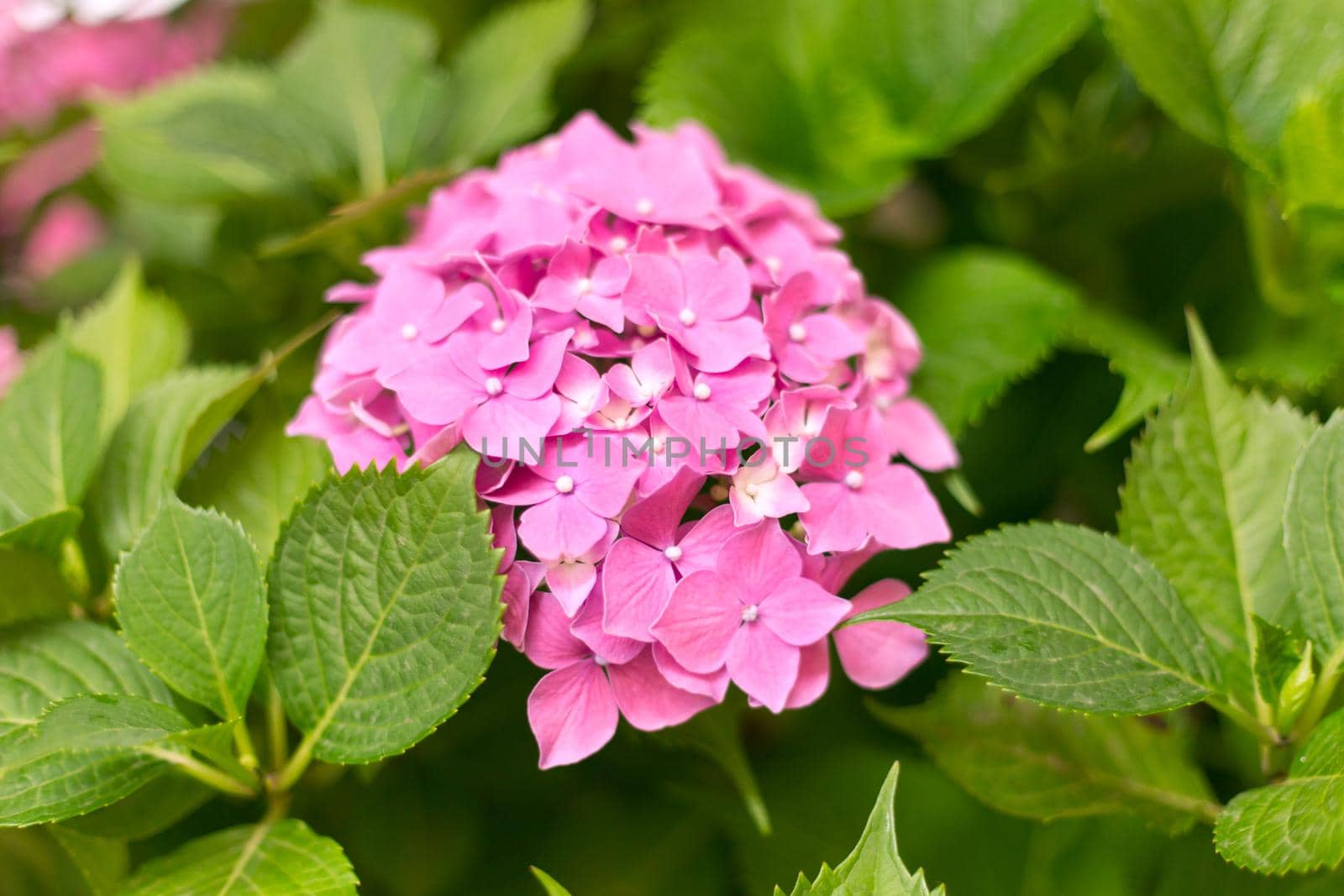 Close up light pink hortensia fresh flowers blur background