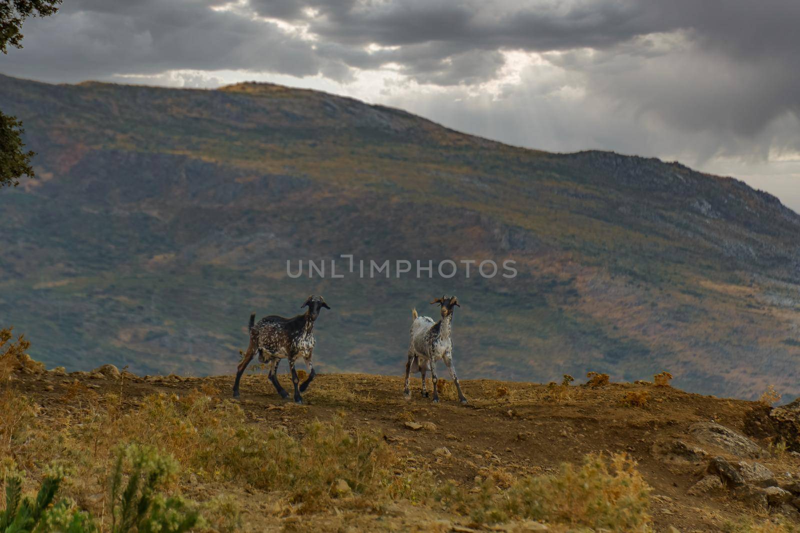pair of male and female goats on the mountain with mountain scenery and cloudy sky in the background