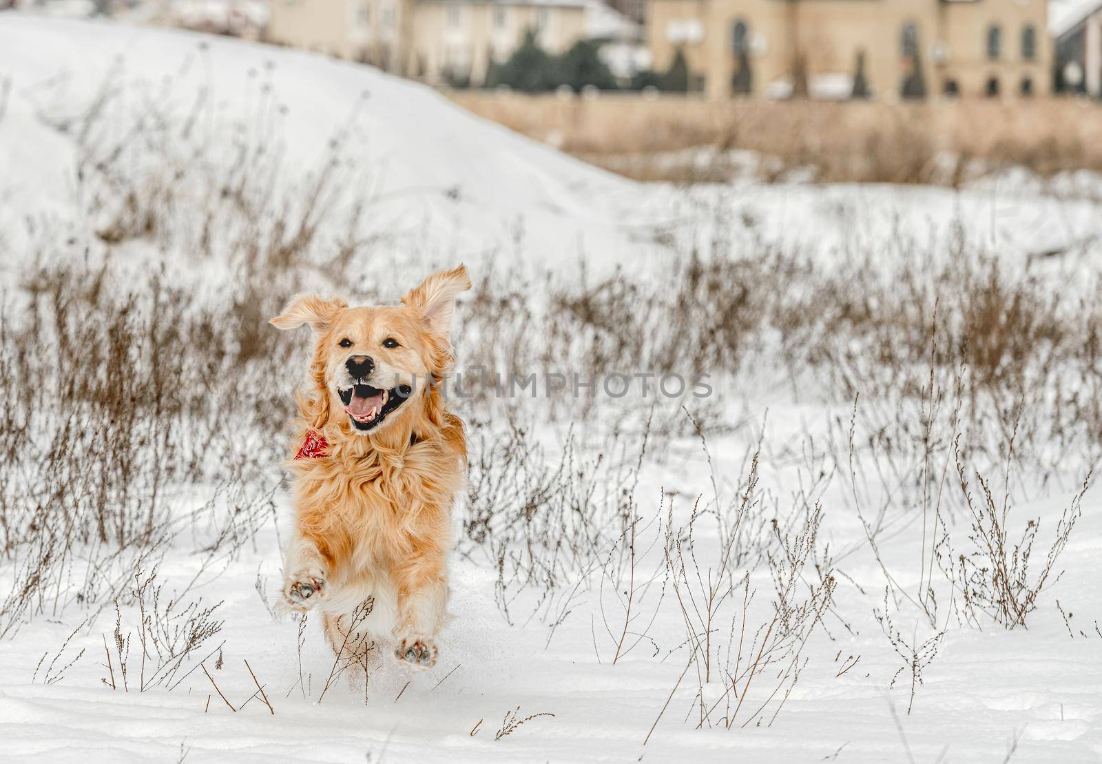 Golden retriever dog running in winter time in snow and enjoying walk. Cute purebred doggy pet in cold weather outside in forest
