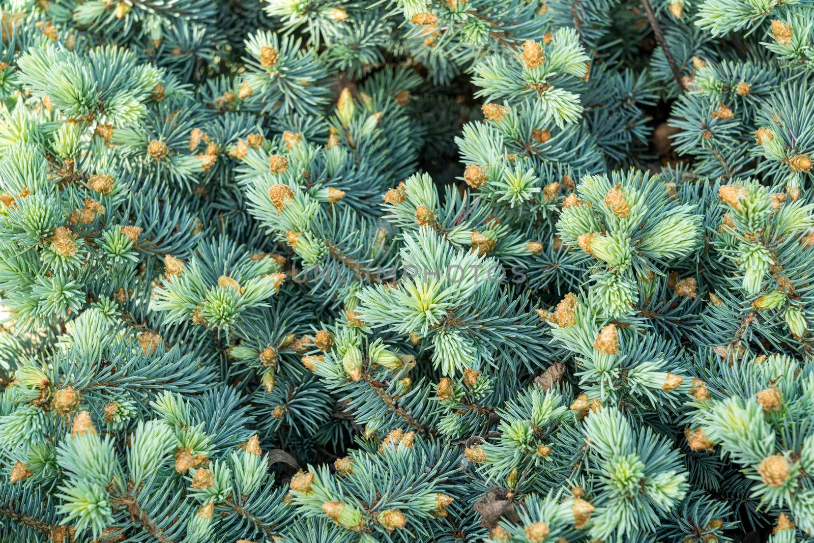 branches of coniferous trees close up as a background by roman112007