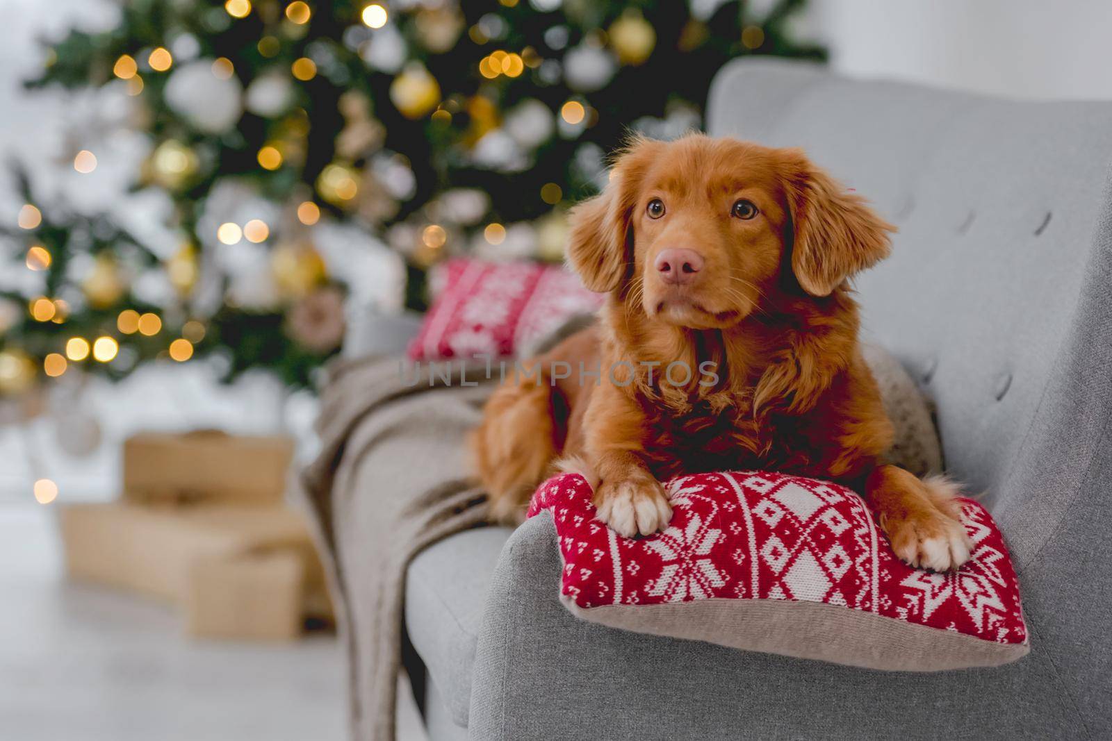 Toller retriever dog in Christmas time lying on sofa at home with New Year festive decoration and tree. Doggy pet and Xmas atmosphere