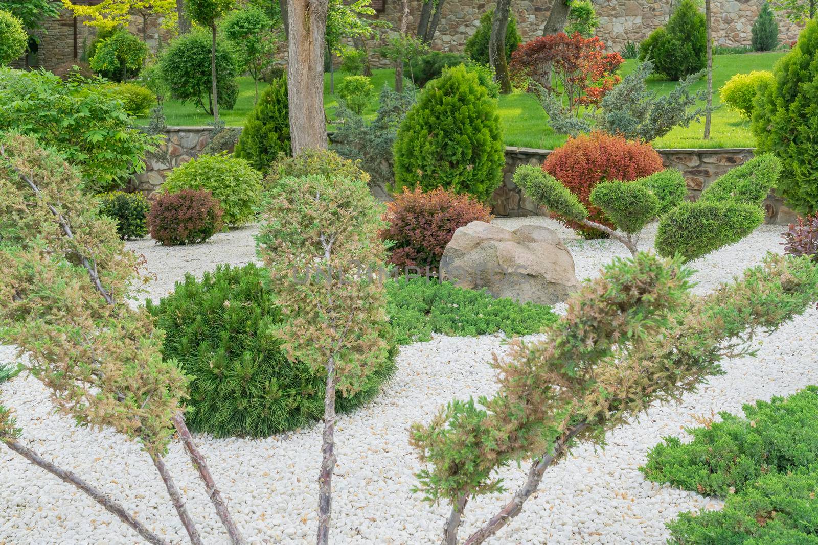 coniferous garden in the park close-up as a background. photo