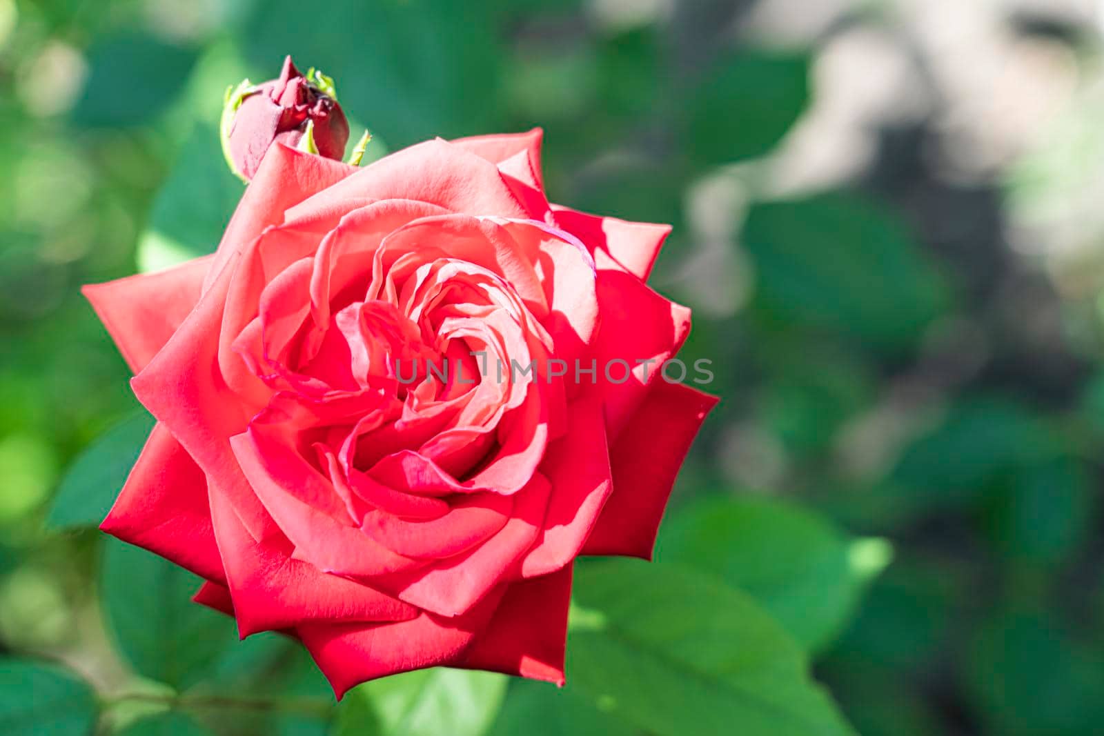 an open rosebud on a green background. High quality photo
