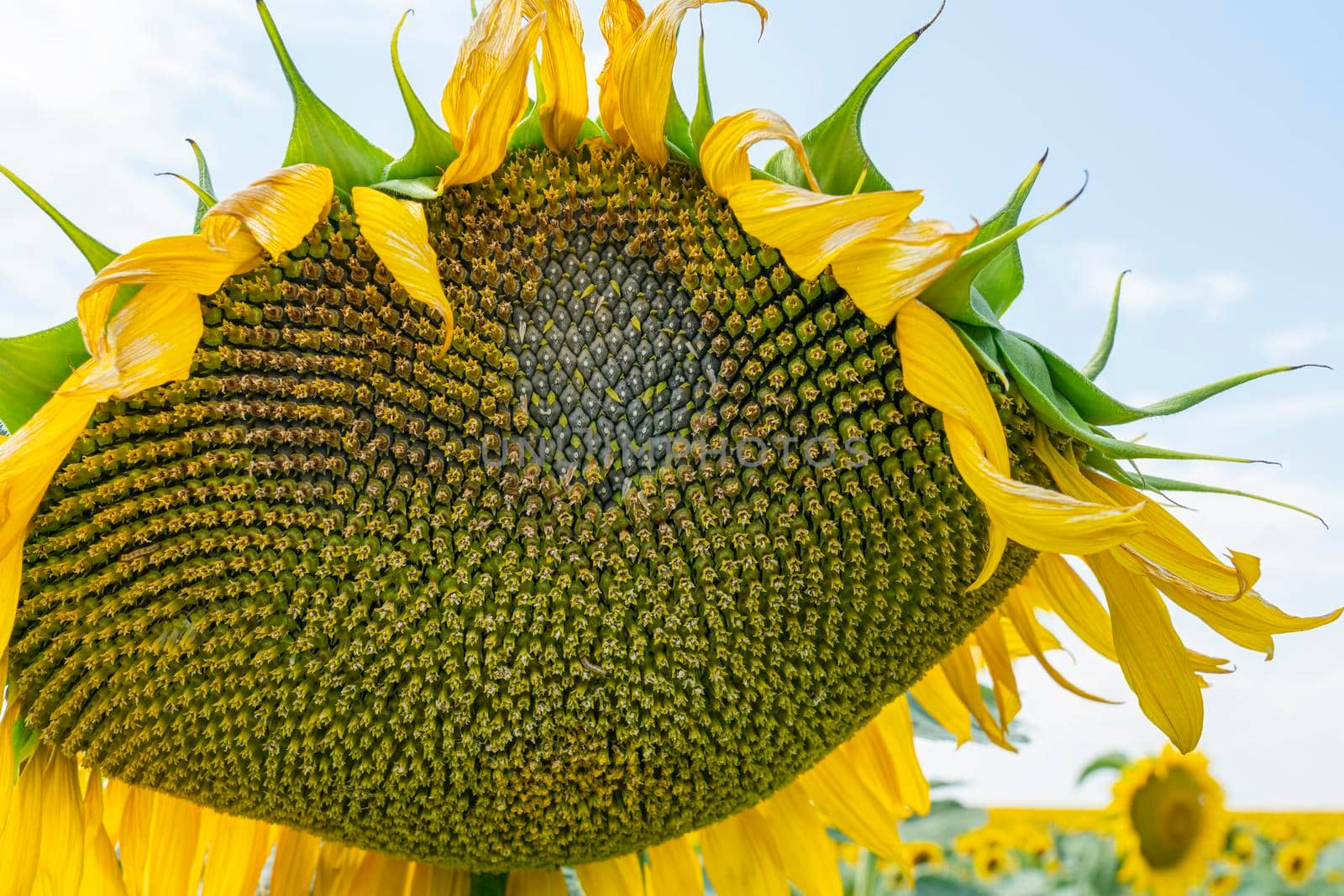 sunflower and a field of sunflowers on a blue sky background by roman112007