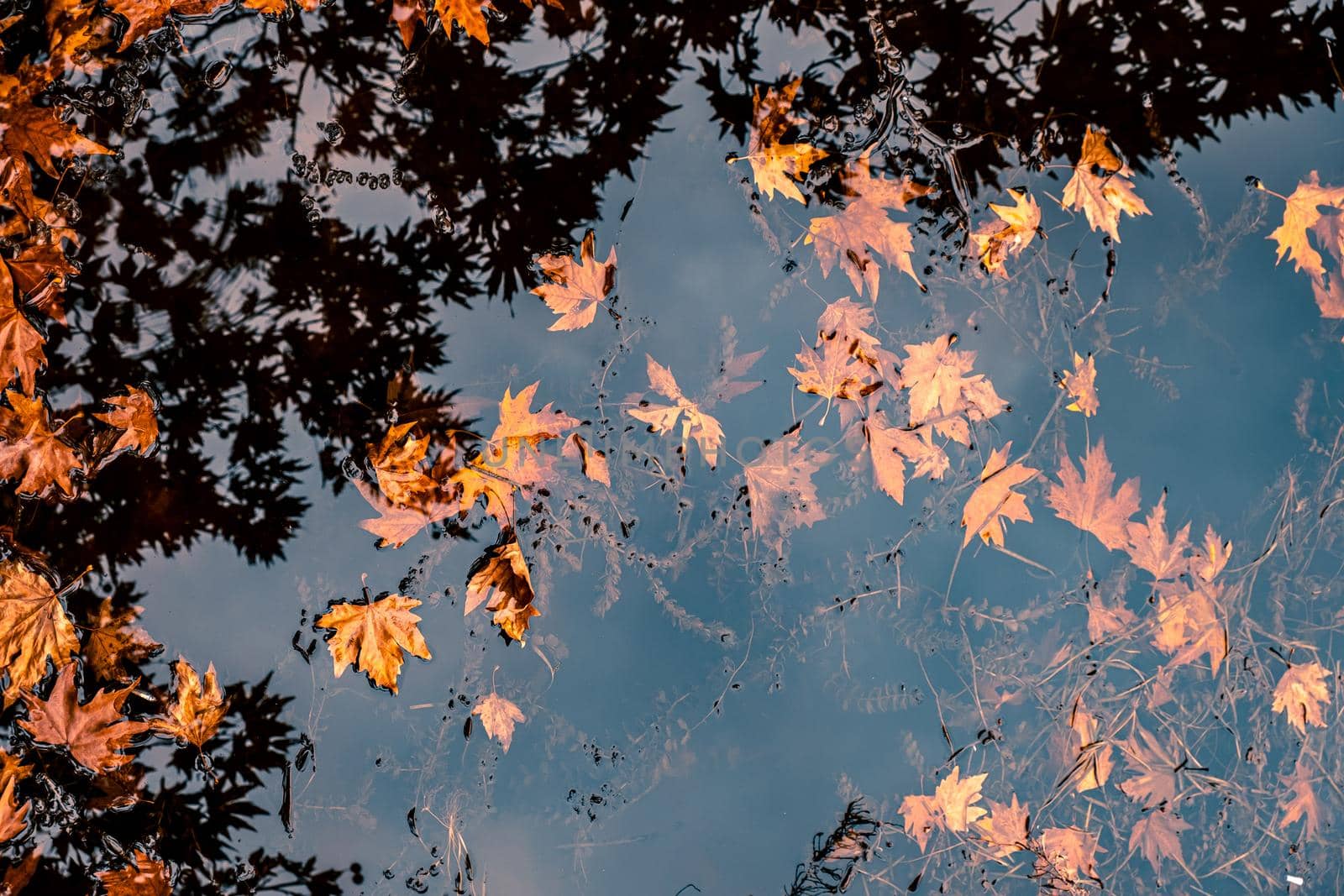 Golden Leaves and reflection of trees in water in autumn