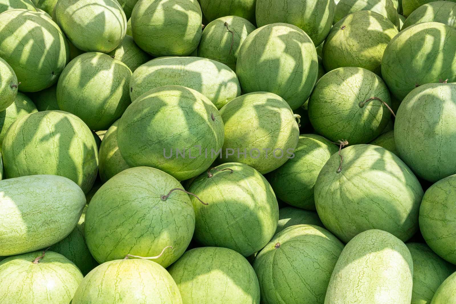 a bunch of striped watermelons close up as a background by roman112007