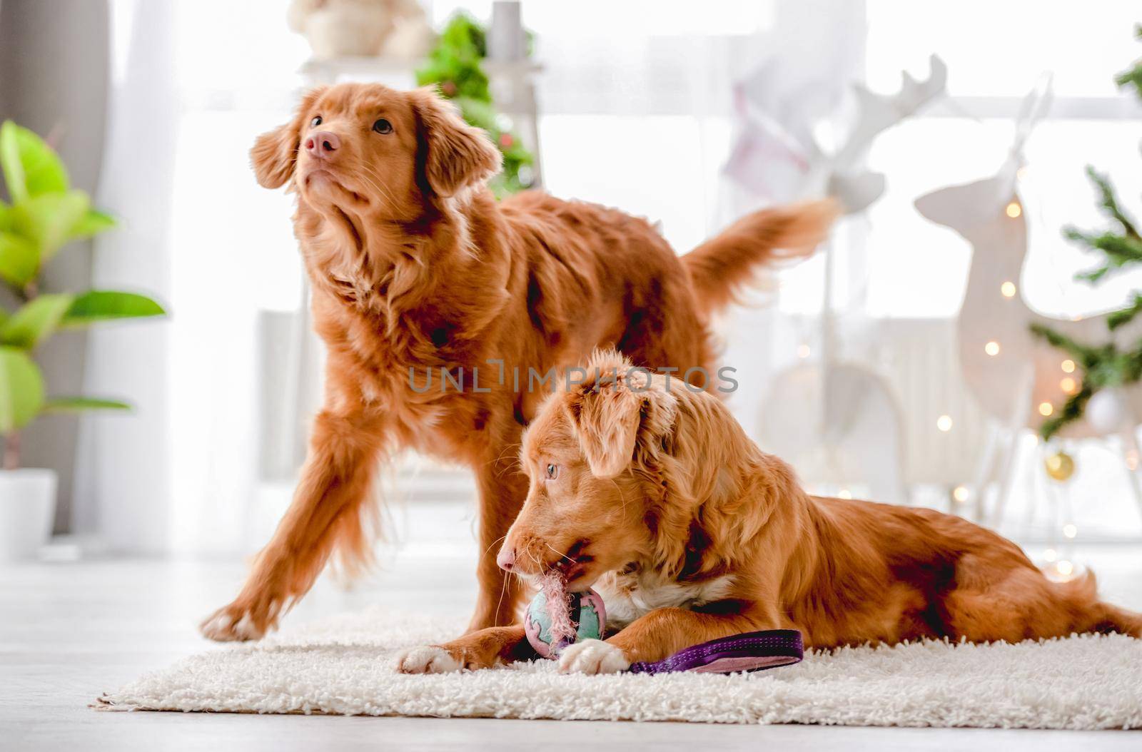Toller retriever dogs in Christmas time lying on floor at cozy home with New Year festive decoration, tree and lights. Doggy pets and magic Xmas atmosphere