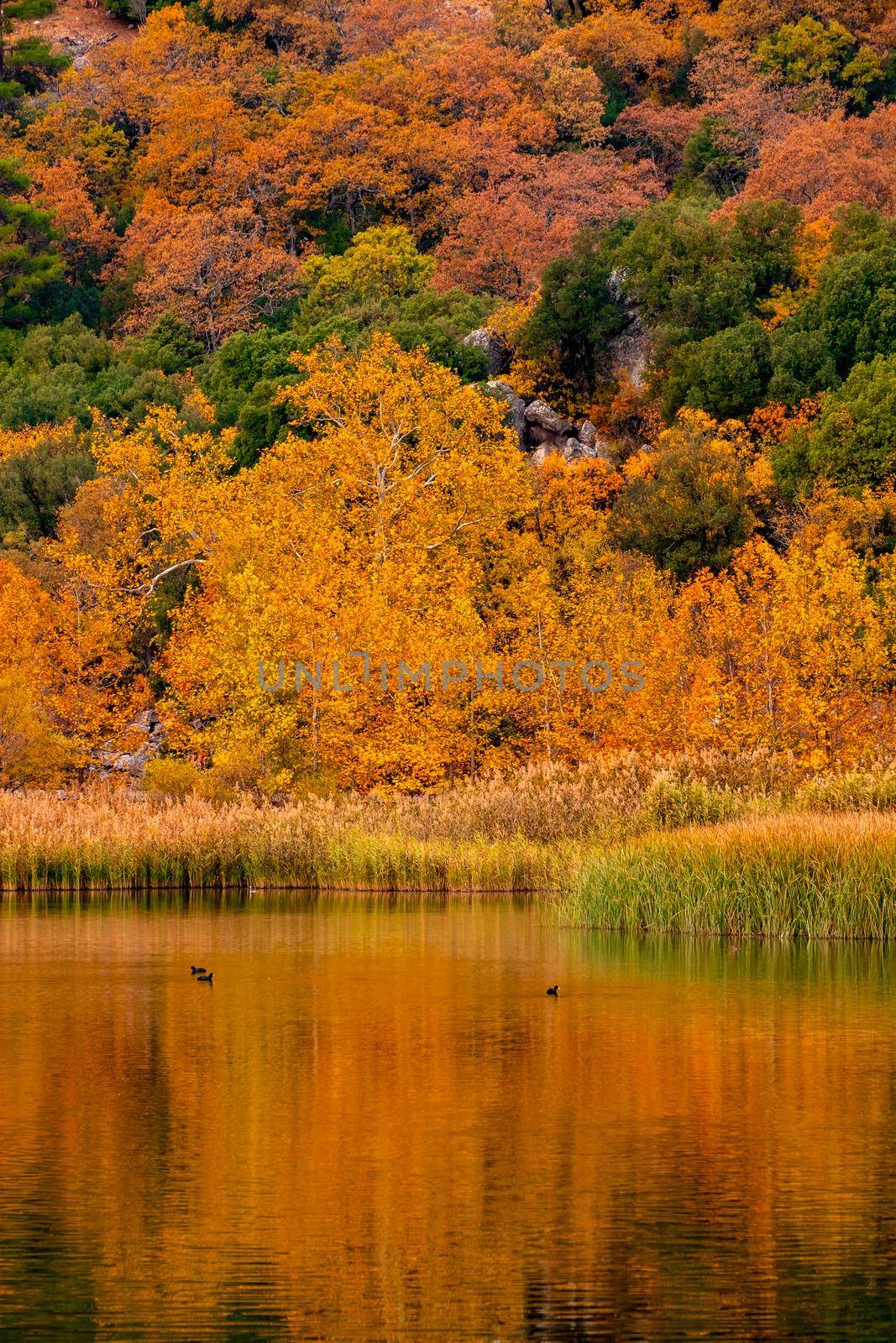 colorful foliage with lake reflection in autumn. Kovada Lake Turkey